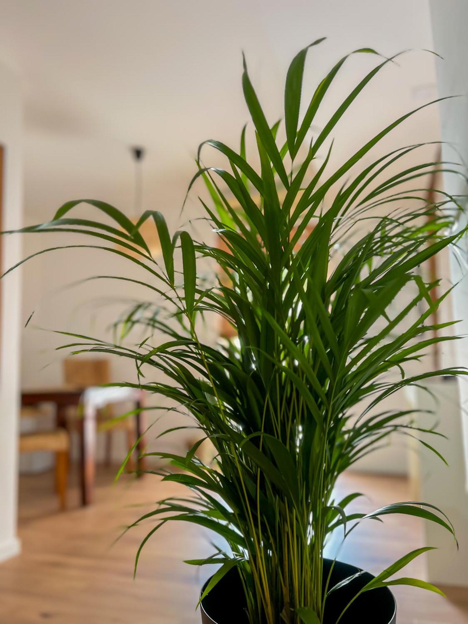 Apartments Villa Klaudia - Adults Only Crikvenica Εξωτερικό φωτογραφία